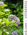 Swallowtail butterfly and hydrangea 105849502