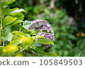 Swallowtail butterfly and hydrangea 105849503