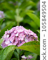 hydrangea   105849504