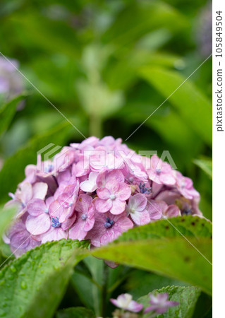 hydrangea   105849504
