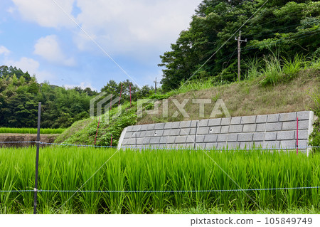 擋土牆和夏季稻田 105849749