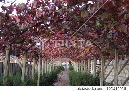 Arch-shaped grape tunnel with red leaves 105850026