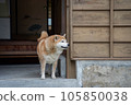 Shiba Inu waiting at the entrance of a Japanese house 105850038