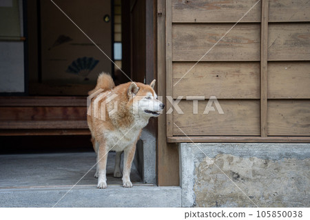 Shiba Inu waiting at the entrance of a Japanese house Shiba Inu waiting at the entrance of a Japanese house 105850038