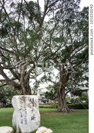 台南八田洋一紀念館櫻花盛開 105850040