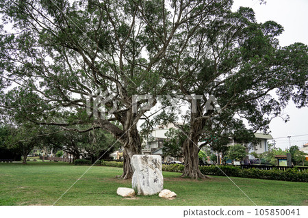 台南八田洋一紀念館櫻花盛開 105850041