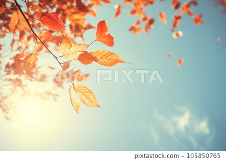 Autumn leaves drifting down against the blue sky. High quality photo 105850765