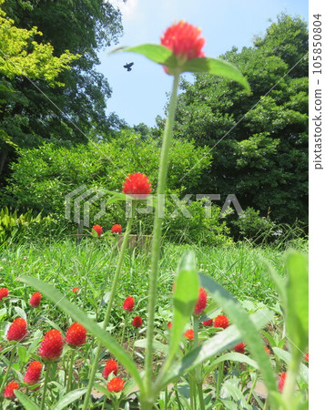 Red Sennichikou (thousand red) Red Sennichikou (thousand red) 105850804