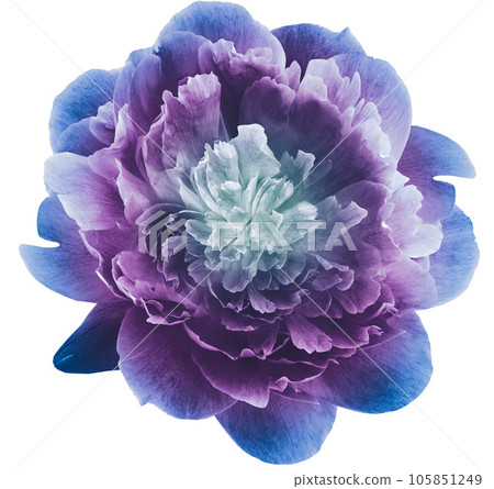 Purple peony flower on white isolated background with clipping path. Closeup. For design. Nature. Purple peony flower on white isolated background with clipping path. Closeup. For design. Nature. 105851249