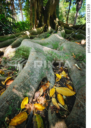 Exotic tree Ficus macrophylla Australian banyan fig tree trunk and buttress roots close up Exotic tree Ficus macrophylla Australian banyan fig tree trunk and buttress roots close up 105851269