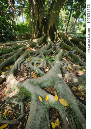 Exotic tree Ficus macrophylla Australian banyan fig tree trunk and buttress roots close up. Tropical botanical garden, Lisbon, Portugal 105851278