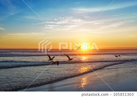 Seagulls fly on beach sund at atlantic ocean sunset with surging waves at Fonte da Telha beach, Costa da Caparica, Portugal Seagulls fly on beach sund at atlantic ocean sunset with surging waves at Fonte da Telha beach, Costa da Caparica, Portugal 105851303