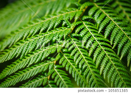 Close up view Sphaeropteris cooperi or Cyathea cooperi lacy tree fern, scaly tree fern alsk known Austrialian tree fern green leaf fronds and leaflets texture and pattern Close up view Sphaeropteris cooperi or Cyathea cooperi lacy tree fern, scaly tree fern alsk known Austrialian tree fern green leaf fronds and leaflets texture and pattern 105851385