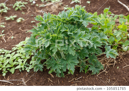 Geranium pratense or meadow geranium. Young grass bush in early spring. 105851785