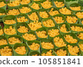 sweet golden drop or thong yod 105851841