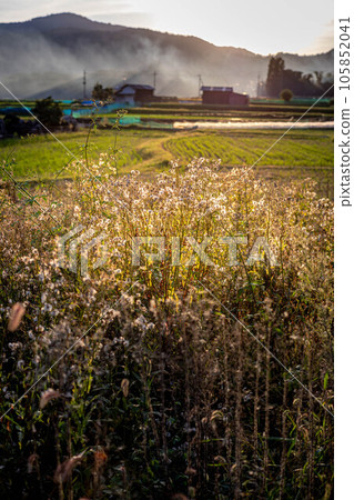 京都的秋天，嵯峨野鄉村的稻米收割即將結束，夕陽透過田野燃燒的煙霧照耀著 105852041