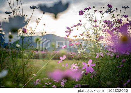 Autumn in Kyoto, cosmos flowers in full bloom in the Sagano countryside, and the sun setting over Mt. Autumn in Kyoto, cosmos flowers in full bloom in the Sagano countryside, and the sun setting over Mt. 105852060