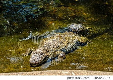 Broad-snouted caiman, Caiman latirostris in Iguazu National park, Foz do Iguacu, Parana State, Brazil 105852283