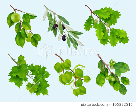 Realistic branches. Collection illustrations of wooden branches with leaves decent vector plants 105852515