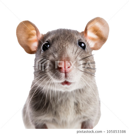 Cute rat face isolated Cute rat face isolated 105853386