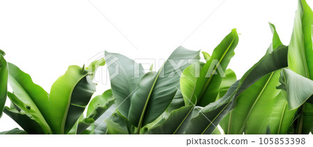 Group of banana leaves in row isolated Group of banana leaves in row isolated 105853398