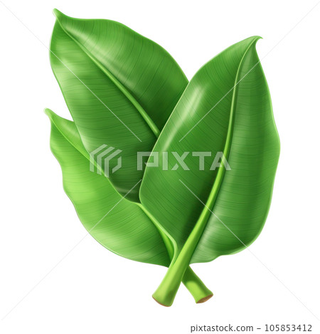 Banana leaves isolated 105853412