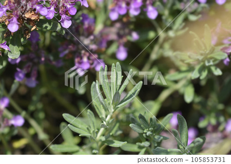 Germander hybrid 105853731