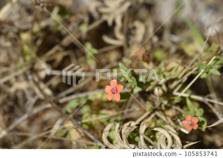Scarlet pimpernel 105853741