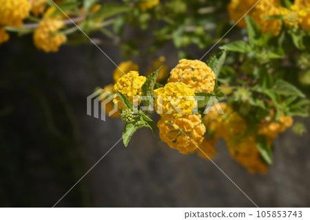 Shrub verbena flower 105853743