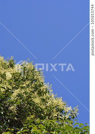 Glossy privet Glossy privet 105853744