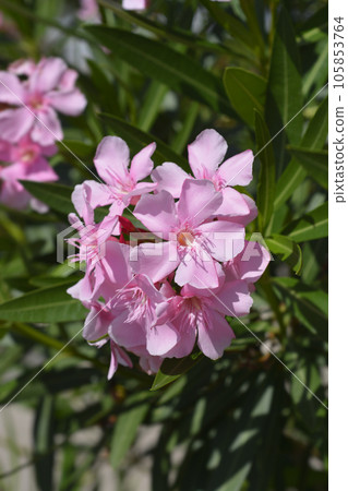 Common oleander 105853764