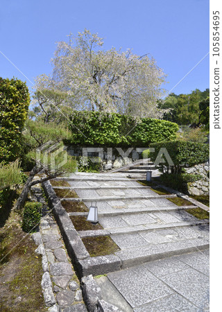 Enkoji Temple, cherry blossoms along the approach, Ichijoji, Sakyo Ward, Kyoto City 105854695