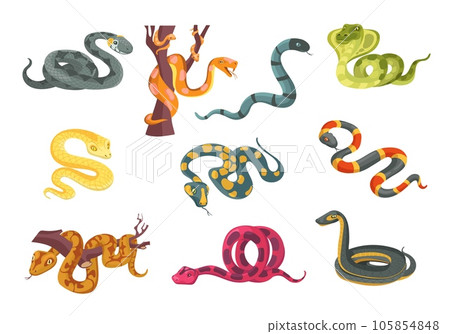 Colorful poisonous snakes. Cartoon suffocating reptiles. Creeping animals. Danger wildlife. Cobra and python. Venomous viper. Terrarium serpents. Predator on branch. Splendid vector set 105854848