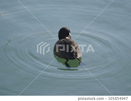 Coot migratory bird of Lake Biwa 105854947