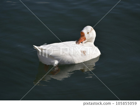 琵琶湖的鵝水禽 琵琶湖的鵝水禽 105855059