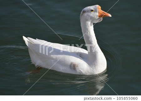 Goose Waterfowl of Lake Biwa 105855060