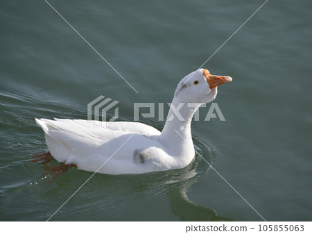 琵琶湖的鵝水禽 105855063