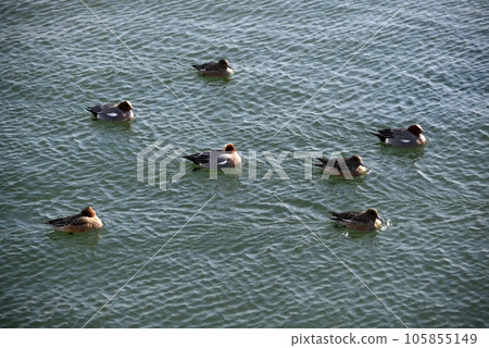 Eurasian Wigeon Migratory Bird of Lake Biwa 105855149