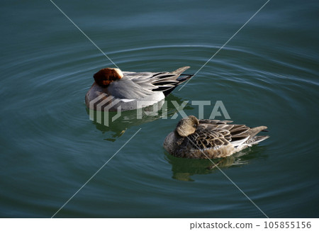 寡婦鴨夫婦琵琶湖的候鳥 105855156