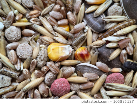 Food for rodents from oats, grass pellets, animal feed, corn, wheat Isolated on a white background 105855157
