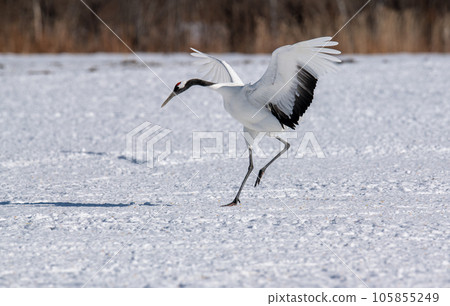 丹頂鶴展翅翩翩起舞 105855249