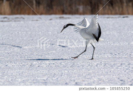 丹頂鶴展翅翩翩起舞 丹頂鶴展翅翩翩起舞 105855250