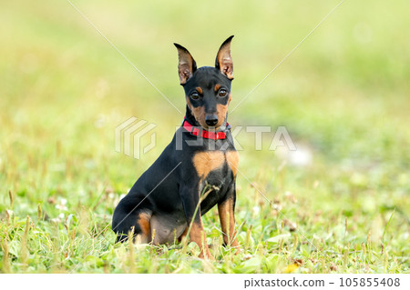 Portrait of a black and tan miniature pinscher puppy sitting on a green lawn Portrait of a black and tan miniature pinscher puppy sitting on a green lawn 105855408
