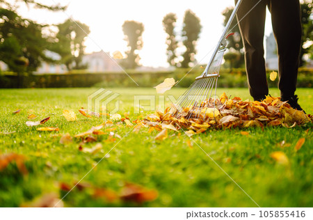 Removal of leaves in autumn garden. Rake, pile of fallen leaves on lawn in autumn park. Volunteering 105855416