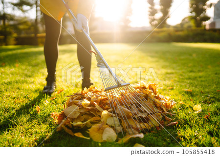 Removal of leaves in autumn garden. Rake, pile of fallen leaves on lawn in autumn park. Volunteering 105855418
