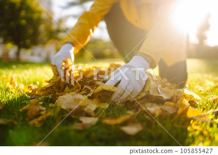 Hand collects and piles fallen autumn leaves.Volunteering, cleaning concept. Seasonal gardening. Hand collects and piles fallen autumn leaves.Volunteering, cleaning concept. Seasonal gardening. 105855427