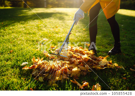 Removal of leaves in autumn garden. Rake, pile of fallen leaves on lawn in autumn park. Volunteering 105855428