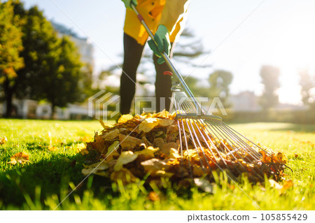 Removal of leaves in autumn garden. Rake, pile of fallen leaves on lawn in autumn park. Volunteering 105855429