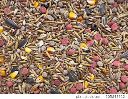 Food for rodents from oats, grass pellets, animal feed, corn, wheat Isolated on a white background 105855612