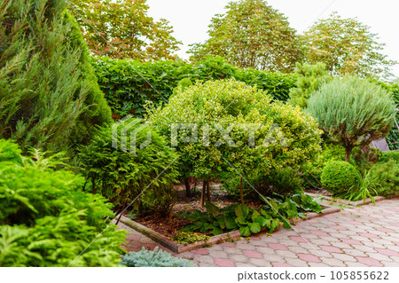 shrubs and dwarf trees in the landscape design of the yard. shrubs and dwarf trees in the landscape design of the yard. 105855622